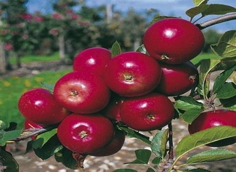 تصویر 4 از خرید سیب گلاب ترش + قیمت فروش استثنایی